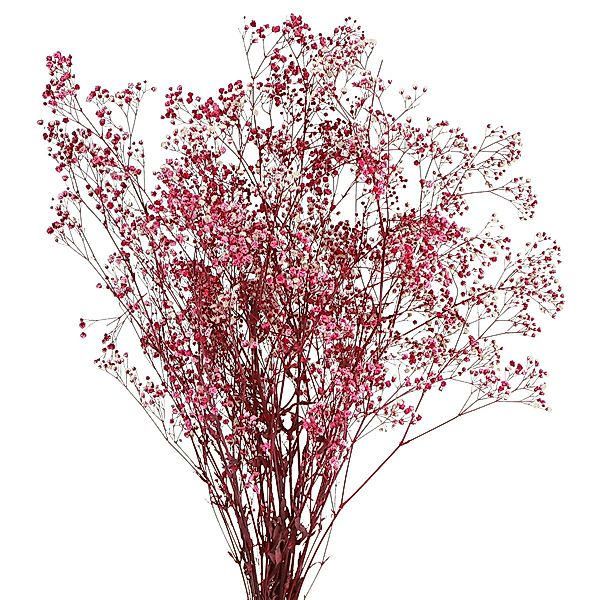 Trockenblume Rispiges Gipskraut Schleierkraut Berry Deko günstig online kaufen