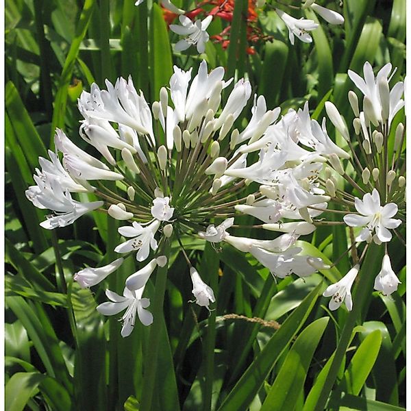 Liebesblume Schmucklilie Arctic Star - großer Topf - Agapanthus africanus günstig online kaufen