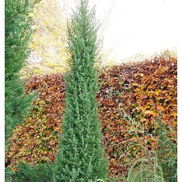 Heide-Wacholder Norwegen 40-60cm - Juniperus communis günstig online kaufen