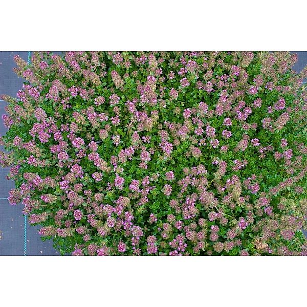 Thymus Praecox Purpurteppich Teppich-Thymian Purpur Ca. 9x9 cm Topf günstig online kaufen