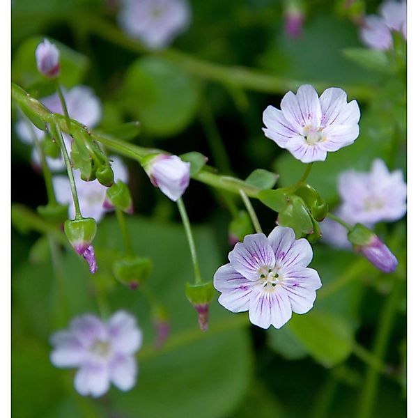 Sibirisches Tellerkraut - Montia sibirica günstig online kaufen