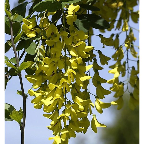 Hochstamm Goldregen Sunspire 100-125cm - Laburnum anagyroides günstig online kaufen