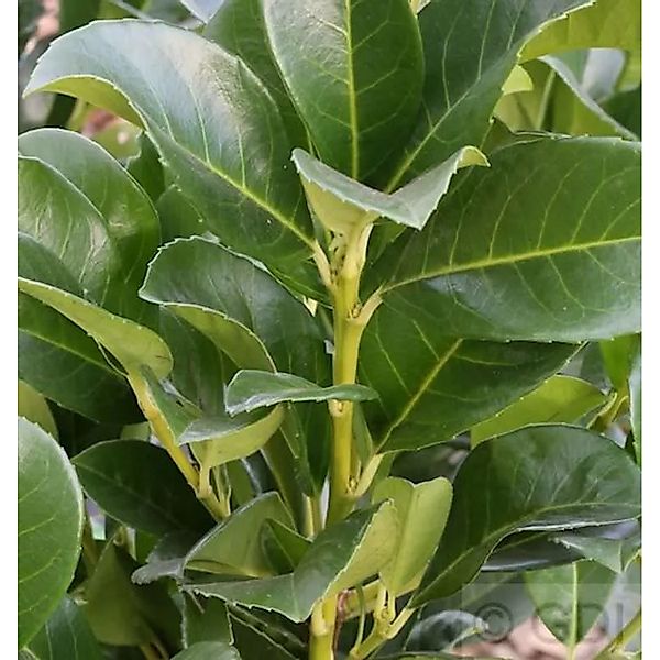 Kirschlorbeer Piranha 30-40cm - Prunus,aurocerasus günstig online kaufen