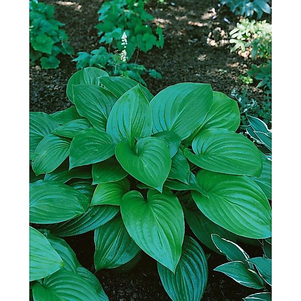 Hosta Plantaginea Aphrodite Duftende Funkie Ca. 11x11 cm Topf günstig online kaufen