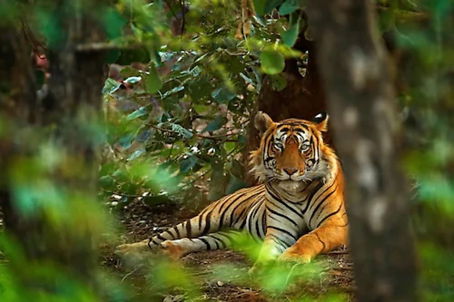 Papermoon Fototapete »Tiger im Wald« günstig online kaufen