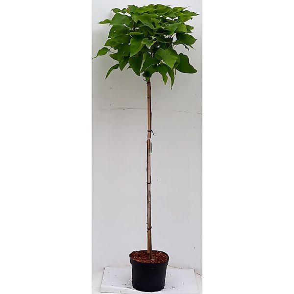 Pflanzen-Boering Kugel-Trompetenbaum Hochstamm Gesamthöhe 250 cm Stammhöhe günstig online kaufen