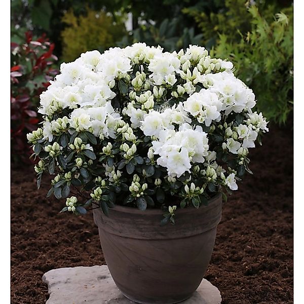 Japanische Azalee Feenkissen 30-40cm - Rhododendron obtusum - Zwerg Alpenro günstig online kaufen