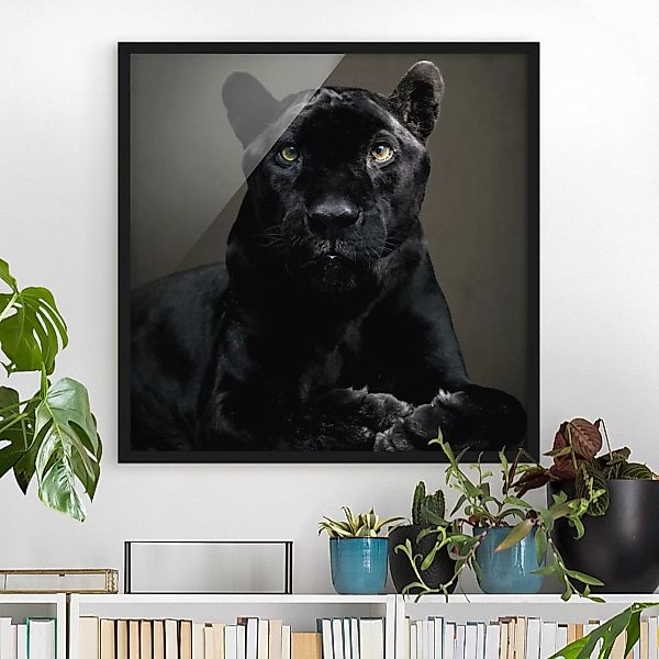 Bild mit Rahmen - Quadrat Black Puma günstig online kaufen