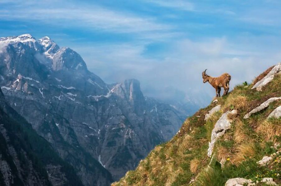 Papermoon Fototapete »Photo-Art ALES KRIVEC, ALPINE IBEX IN DEN BERGEN« günstig online kaufen