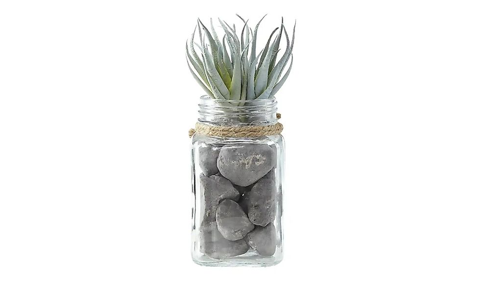 Sukkulente im Glasgefäß   ¦ grün ¦ Kunststoff,Glas,Stein ¦ Maße (cm): B: 8, günstig online kaufen
