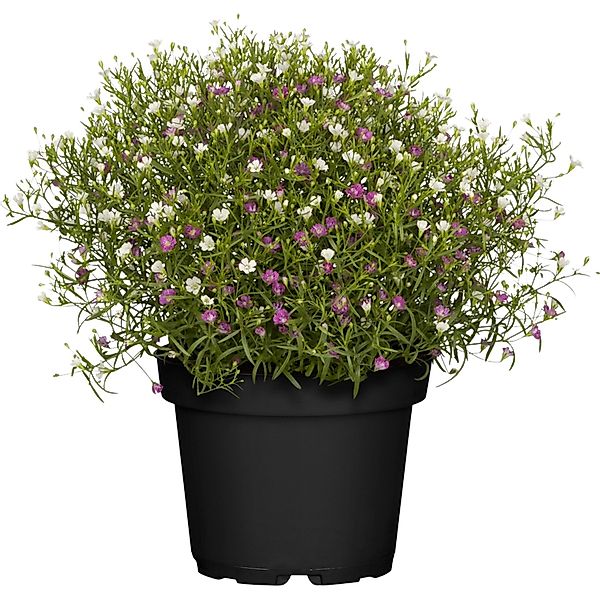 GROW by OBI Mauer-Gipskraut ca. 10 - 20 cm Gypsophila muralis günstig online kaufen