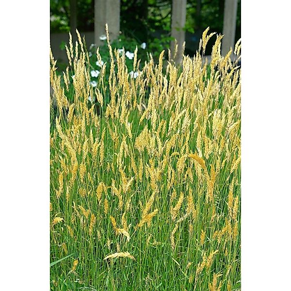 Anthoxanthum Odoratum Wohlriechendes Ruchgras Ca. 9x9 cm Topf günstig online kaufen