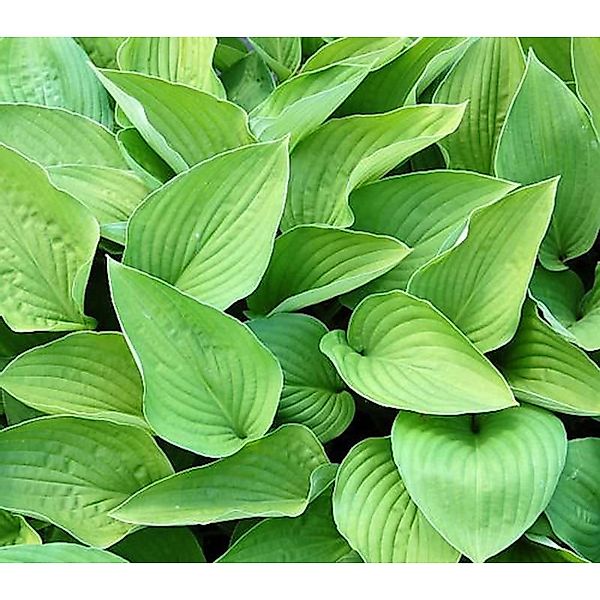 Funkie Hyacinthina - Hosta fortunei günstig online kaufen