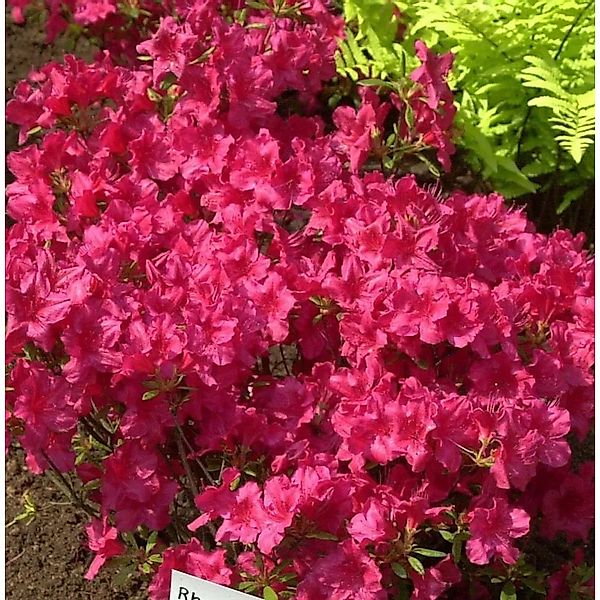Japanische Azalee Georg Arends 50-60cm - Rhododendron obtusum - Zwerg Alpen günstig online kaufen
