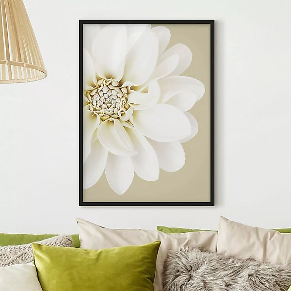 Bild mit Rahmen Dahlie Weiß Pastell Sandfarben günstig online kaufen