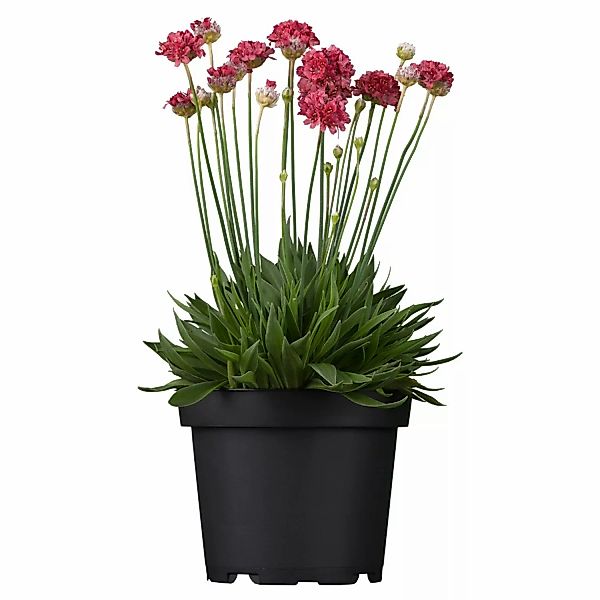 GROW by OBI Strand-Grasnelke Rot Topf-Ø ca. 9 cm x 9 cm Armeria günstig online kaufen