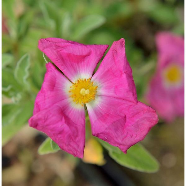 Taurische Zistrose - Cistus incanus günstig online kaufen