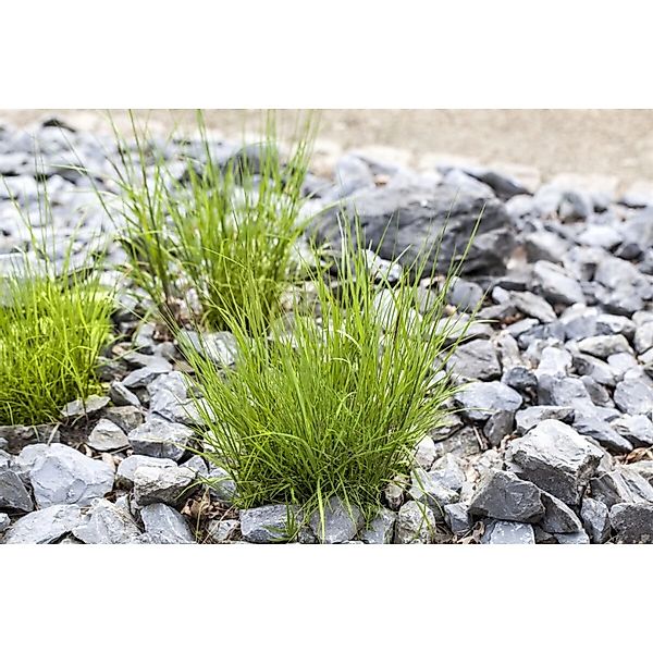 Melica Ciliata Perlgras Ca. 9x9 cm Topf Zierlich günstig online kaufen