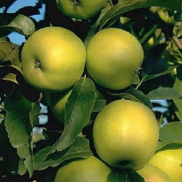 Apfel Golden Delicious 100 - 120 cm Malus domestica günstig online kaufen