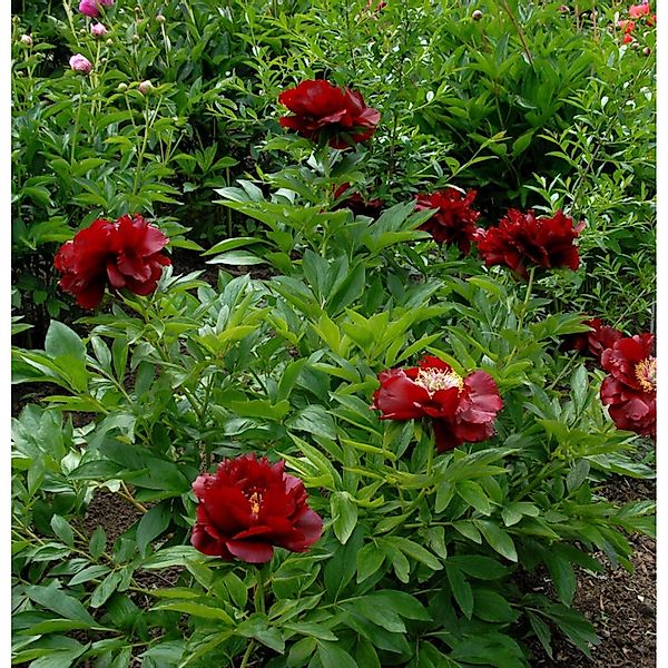 Strauchpfingstrose Shima Dajin - Paeonia suffruticosa günstig online kaufen