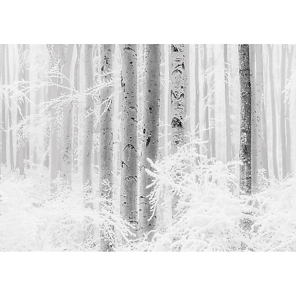 Komar Fototapete Vlies Winter Wood  400 x 280 cm günstig online kaufen