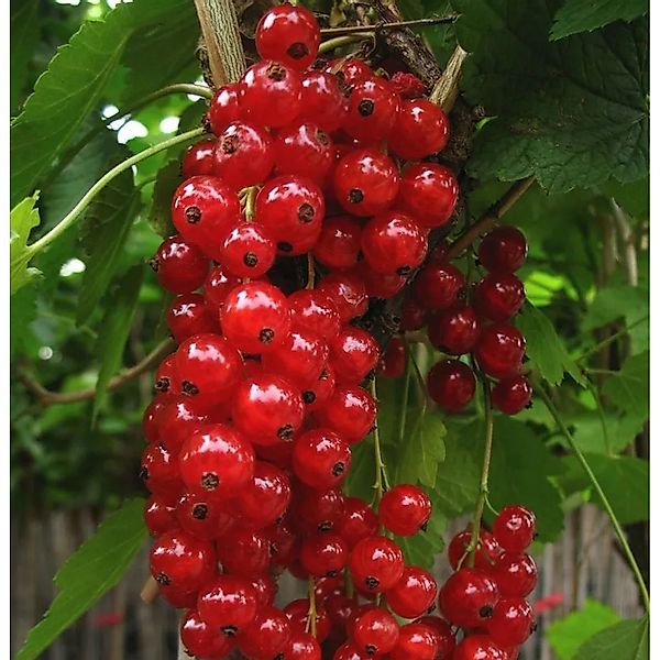 Rote Johannisbeere Jonkheer van Tets 60-80cm - Ribes rubrum günstig online kaufen