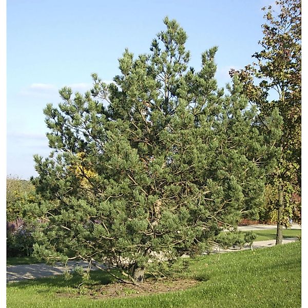 Waldkiefer 80-100cm - Pinus sylvestris günstig online kaufen