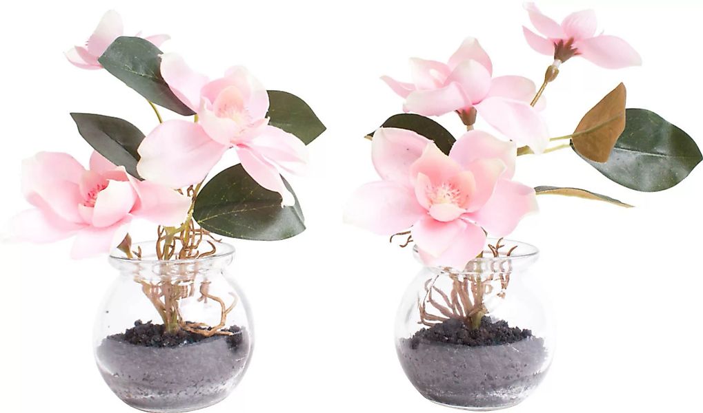 Botanic-Haus Kunstblume "Magnolie im Glas" günstig online kaufen
