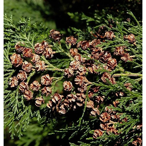 Blaue Heckenzypresse Alumii 60-80cm - Chamaecyparis,awsoniana günstig online kaufen