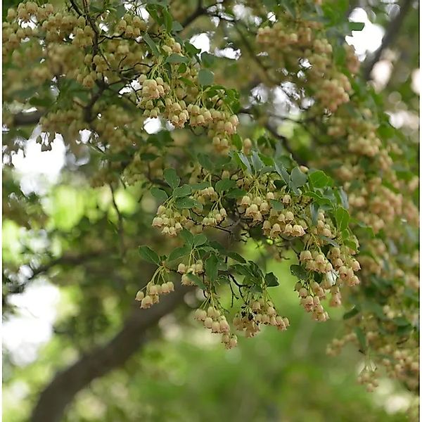 Prachtglocke Prettycoat 30-40cm - Enkianthus campanulatus günstig online kaufen