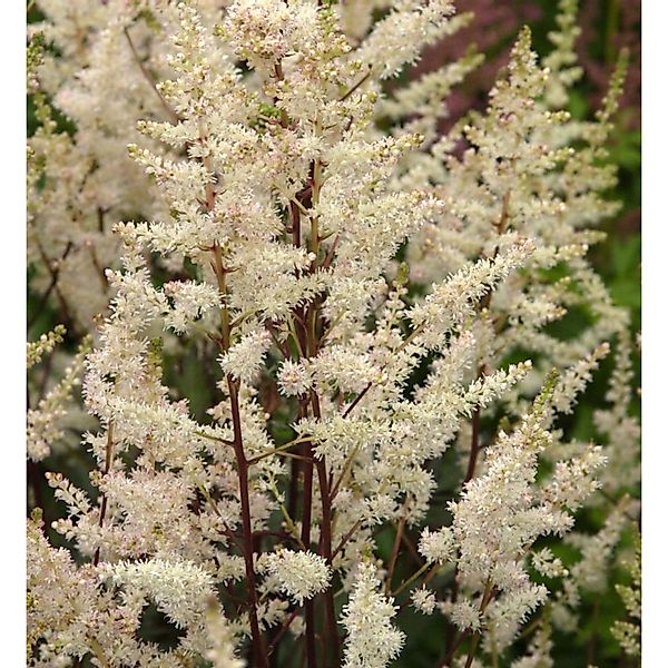 Prachtspiere Weiße Gloria - Astilbe arendsii günstig online kaufen