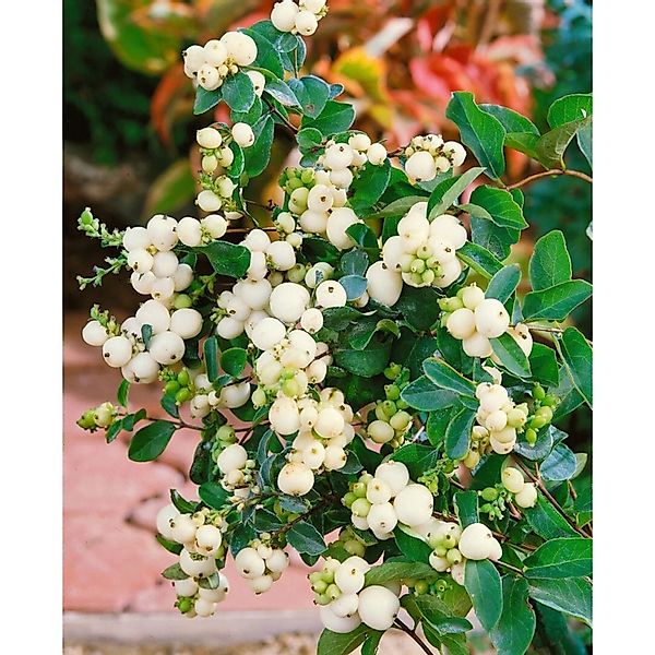 Symphoricarpos doorenbosii 'White Hedge' 60-100 cm günstig online kaufen