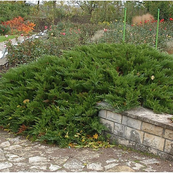 Tamarisken Wacholder 40-50cm - Juniperus Sabina günstig online kaufen