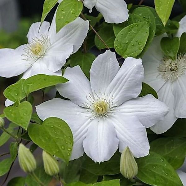 Waldrebe Madame Le Coultre 60-80cm - Clematis günstig online kaufen