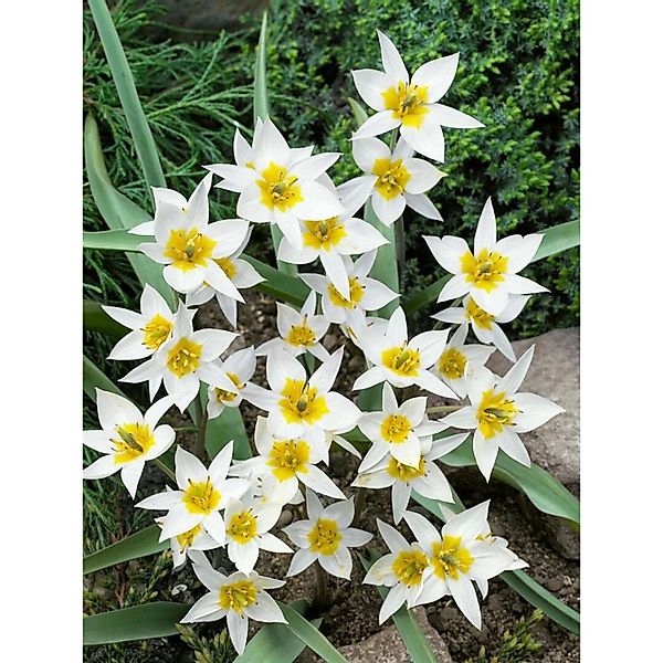 Tulipa Turkestanica Wildtulpe Ca. 9x9 cm Topf günstig online kaufen