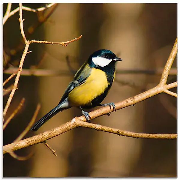 Artland Glasbild "Kohlmeise im Wald", Vögel, (1 St.), in verschiedenen Größ günstig online kaufen