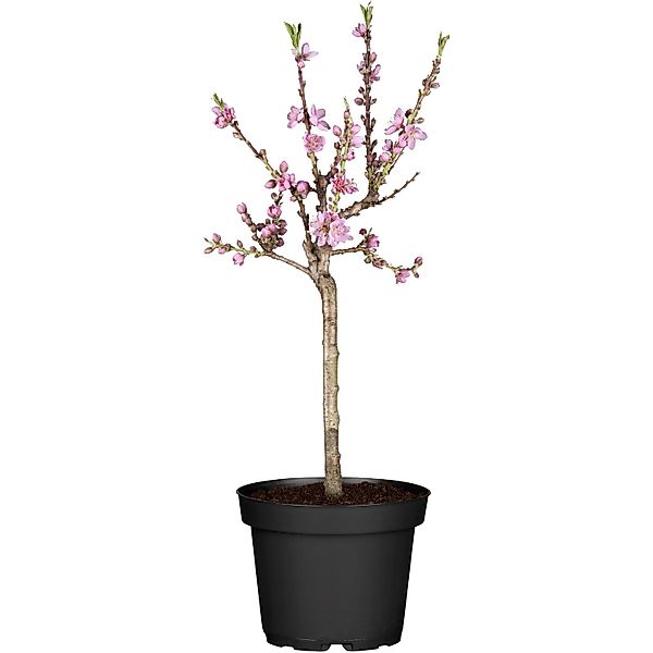 GROW by OBI Bio Tellerpfirsich Saturn Höhe ca. 80 - 100 cm Topf ca. 7,5 l günstig online kaufen