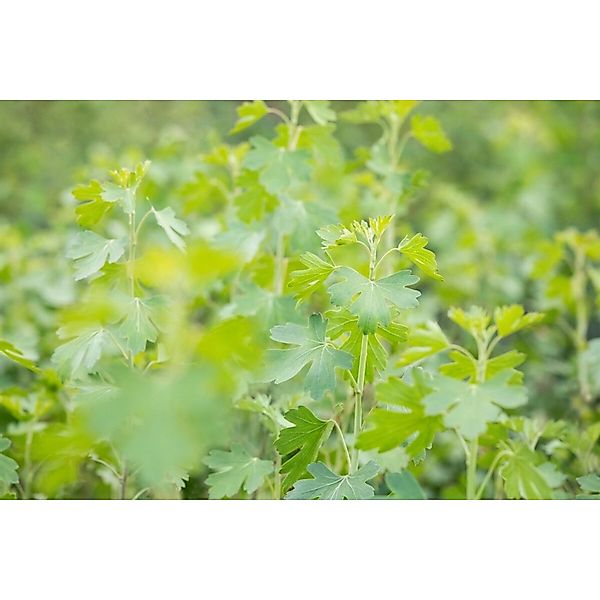 Ribes Aureum Gold-Johannisbeere 60–100 Cm günstig online kaufen