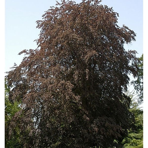 Blutbuche 125-150cm - Fagus sylvatica günstig online kaufen