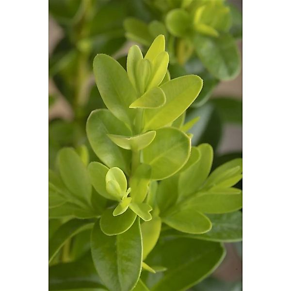 Buxus microphylla 'Faulkner' 40-50 cm günstig online kaufen
