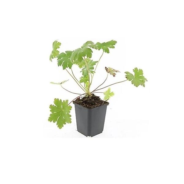 Exotenherz Bodendecker Balkan Storchschnabel Geranium Macrorrhizum Ingwerse günstig online kaufen