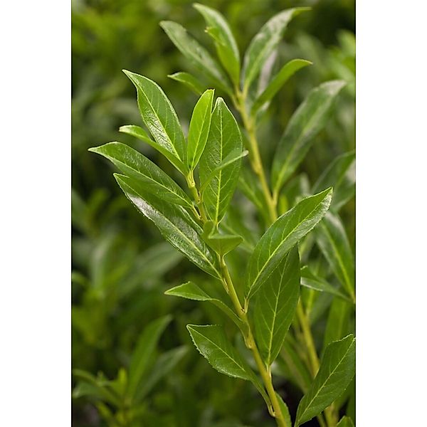Prunus laurocerasus 'Caucasica' 100-120 cm günstig online kaufen