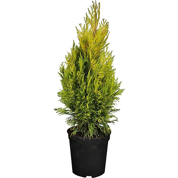 GROW by OBI Gelber Riesen-Lebensbaum 4ever Goldy Höhe ca. 20-30 cm Topf ca. günstig online kaufen