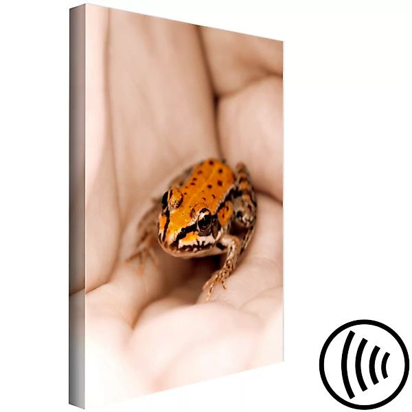 Leinwandbild Ein Frosch in den Händen – ein orangefarbenes Tier mit schwarz günstig online kaufen