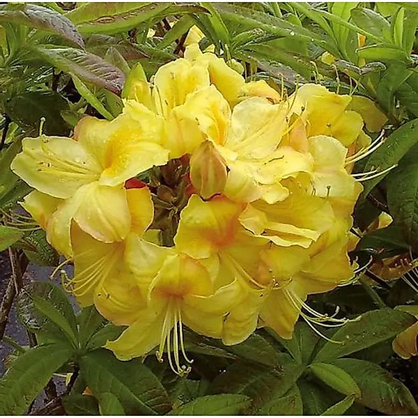 Azalee Golden Sunset 30-40cm - Rhododendron,uteum - Alpenrose günstig online kaufen