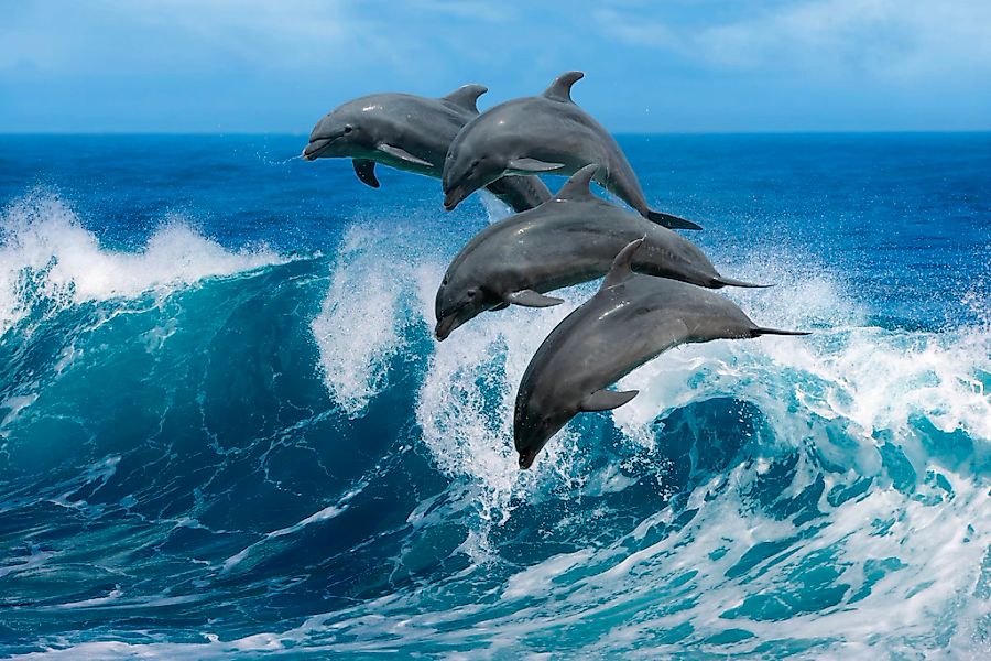 Papermoon Fototapete "Playful Dolphins" glatt günstig online kaufen