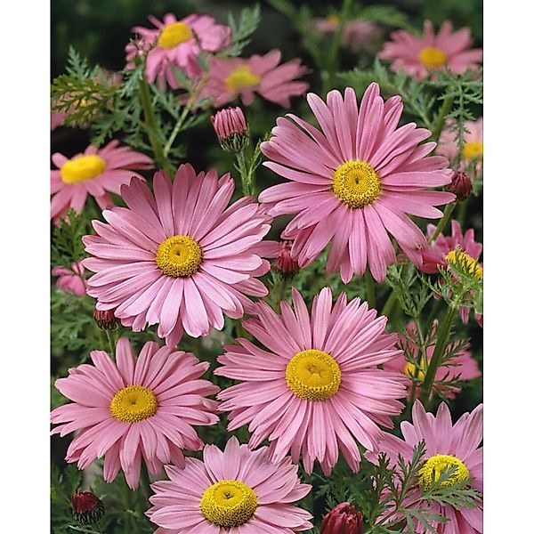 Pflanzen für Dich Staude Tanacetum cocc. Robinsons Rosa, 1 St., Robinsons R günstig online kaufen