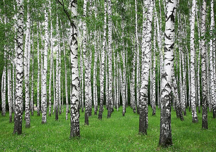 Papermoon Fototapete "Summer Birch Forest" glatt günstig online kaufen