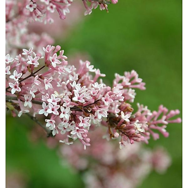 Herbst Flieder 80-100cm - Syringa microphylla günstig online kaufen