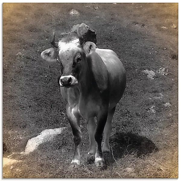 Artland Glasbild "Kuh Kontakt", Haustiere, (1 St.), in verschiedenen Größen günstig online kaufen